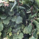 A spider's web on a dewy morning