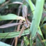A female crane fly (she is female because she has a pointed abdomen, which are used for laying eggs, a male crane fly has a square ended abdomen)