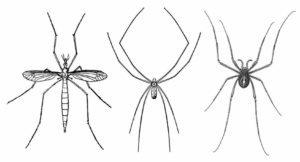 The three insects confused with the word "daddy long legs"
