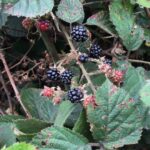 brambles ripening on the plant