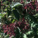 elderflower berries ripening on the tree