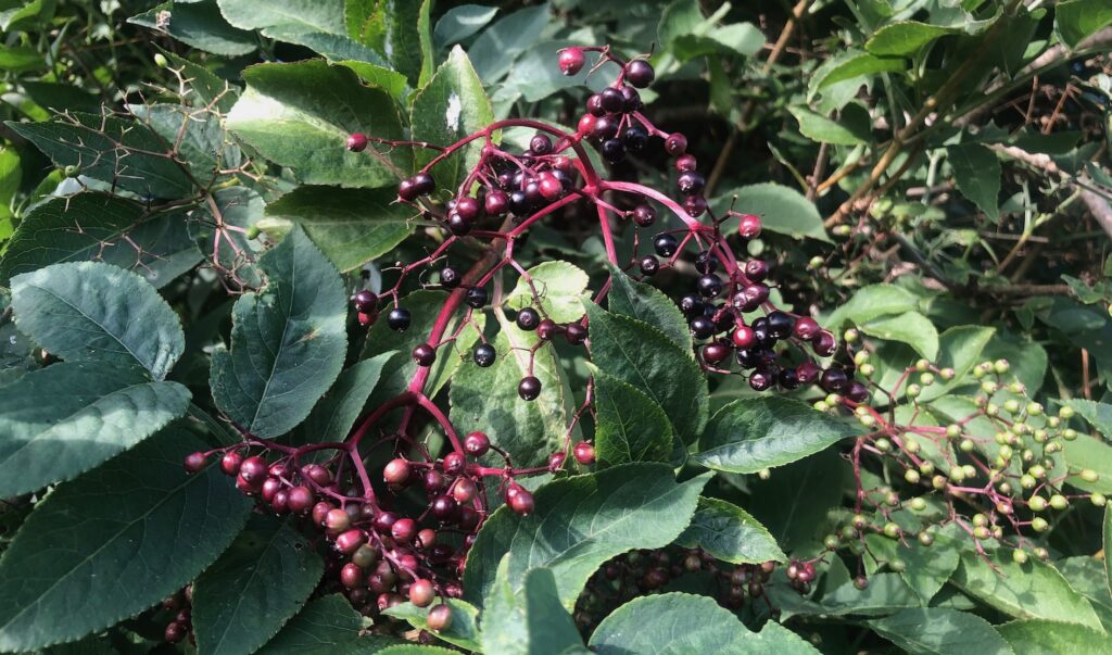 Elderflower berries ripening in the tree