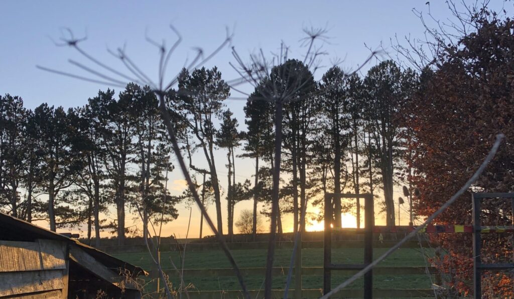 a March sunset from the fields looking towards a row of Scot's Pine with a common hogweed seed head in the foreground