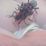 mating soldier beetles