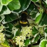 White-tailed bumblebee