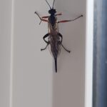 Darwin wasp
