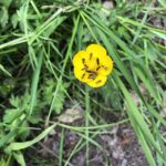 micro moths on buttercups