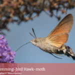 humming-bird hawk-moth
