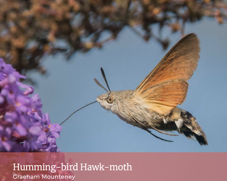 humming-bird hawk-moth