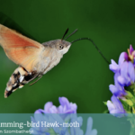 humming-bird hawk-moth