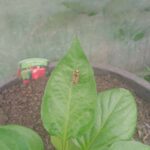 hoverfly on peppers