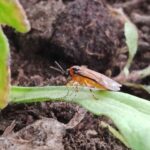Turnip Sawfly
