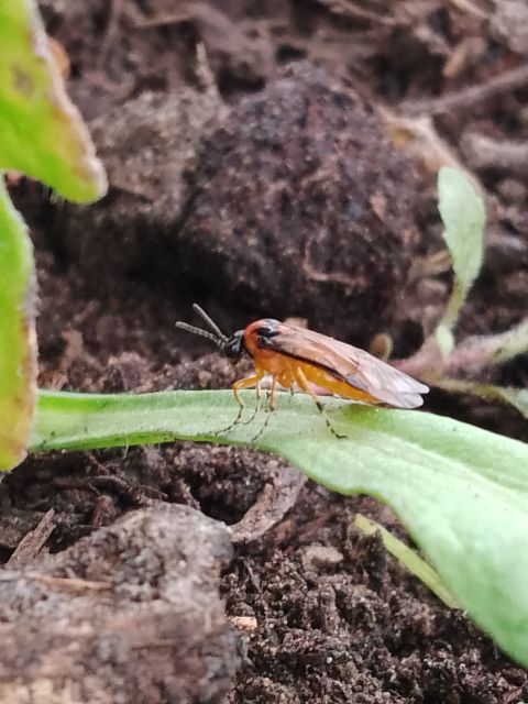 Turnip Sawfly
