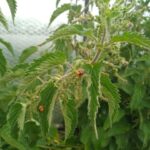 ladybird?