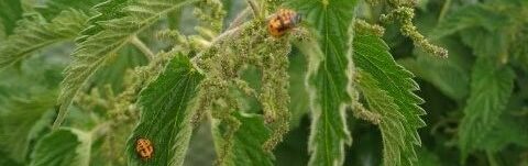 harlequin ladybird pupa