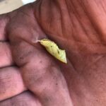 creature in hand2