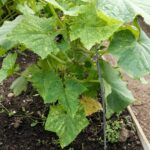 white tailed bumble bee on courgette plant leaf