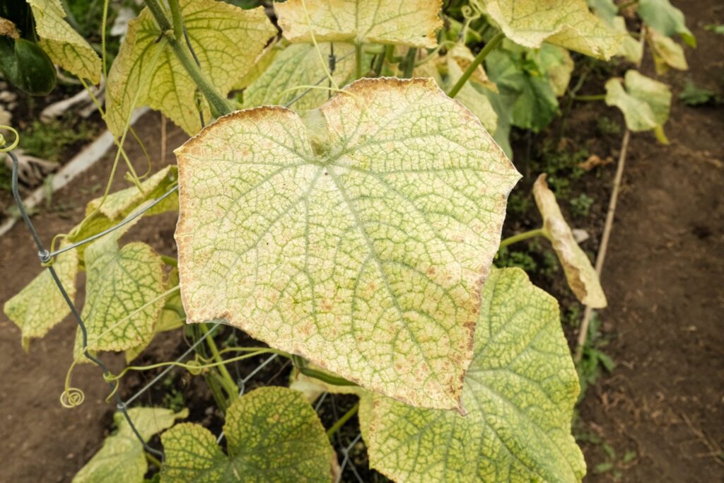 red spider mite damaged leaf