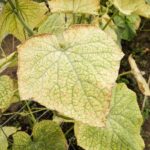 red spider mite damaged leaf