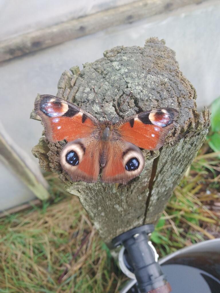 peacock butterfly with wings open