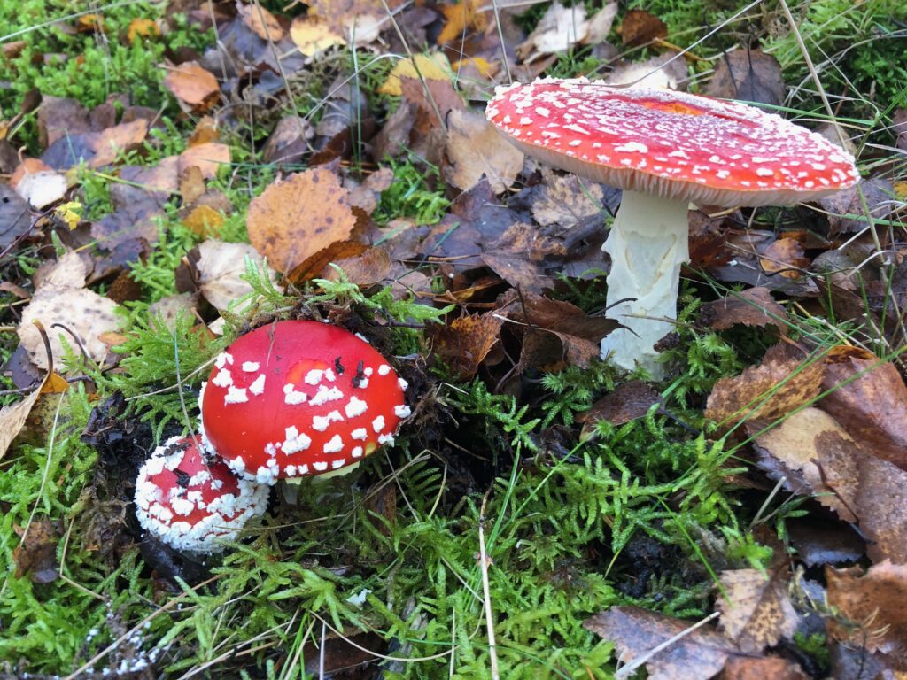 3 fly agaric fungi left to right amongst feather moss and dead brown leaves