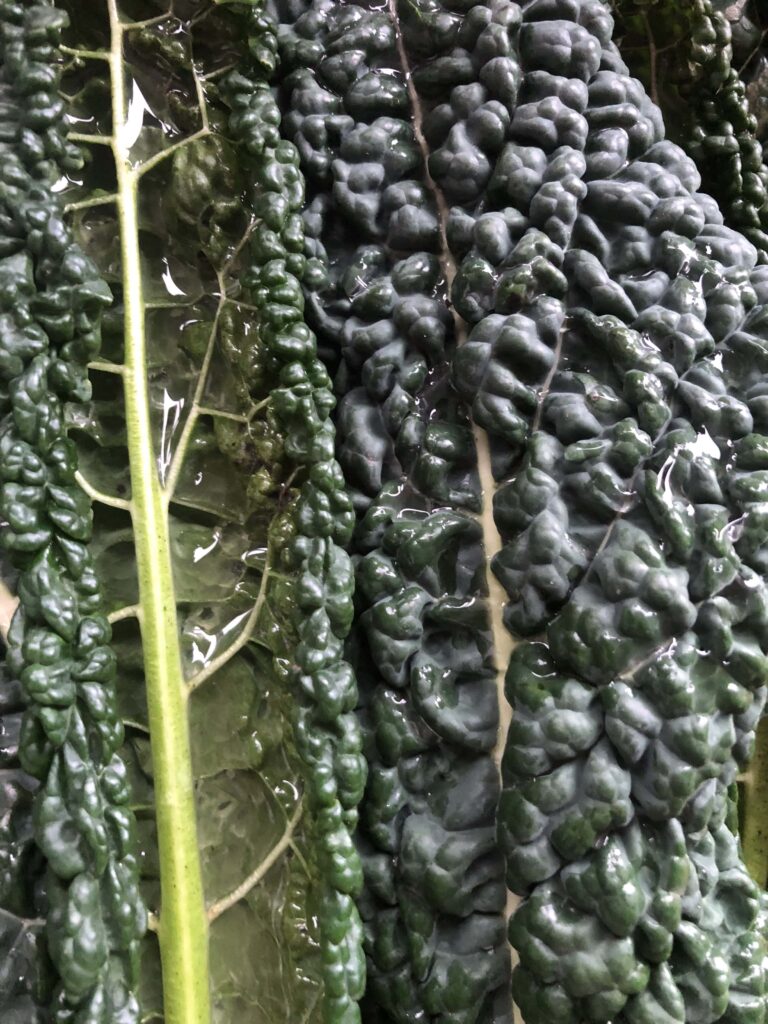 black kale washed and lying sideways