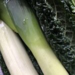 kale and leeks washed and lying sideways