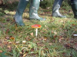 fly agaric toadstool in the centre of the picture and in the background are 2 pairs of feet in green wellies