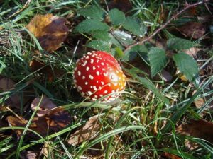 a small fly agaric in the centre and bramble around the edges