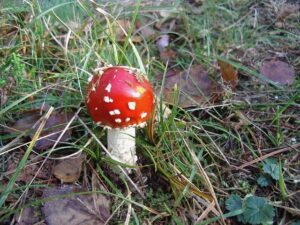 A round fly agaric in the centre of the image surrounded by grass and some dead brown leaves