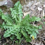 dandelion rosette with rounded ends and backwards pointing teeth
