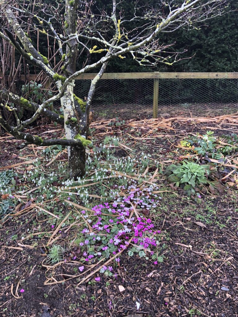 cyclamen, snowdrops and hellebores under a tree in the Go Local car park