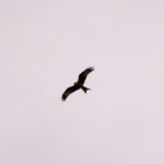 red kite flying