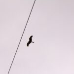 red kite flying