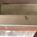 lacewing
