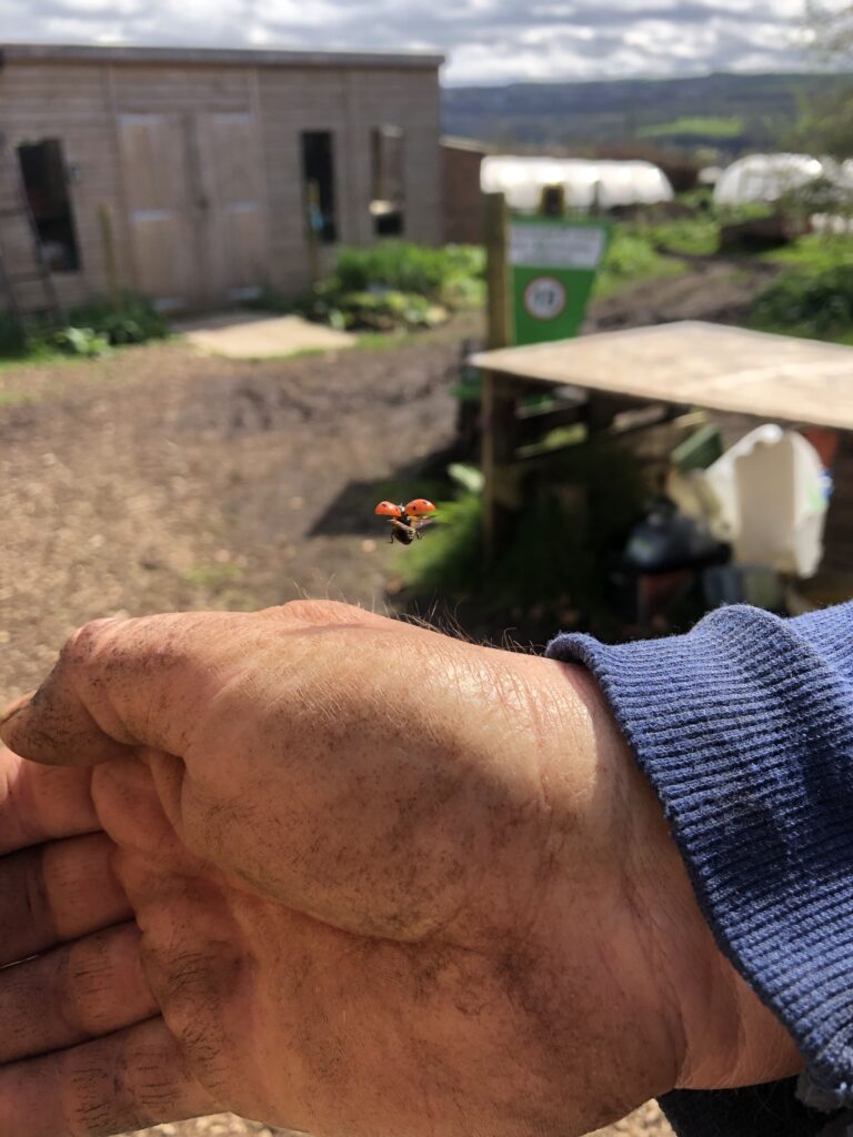 ladybird jumping