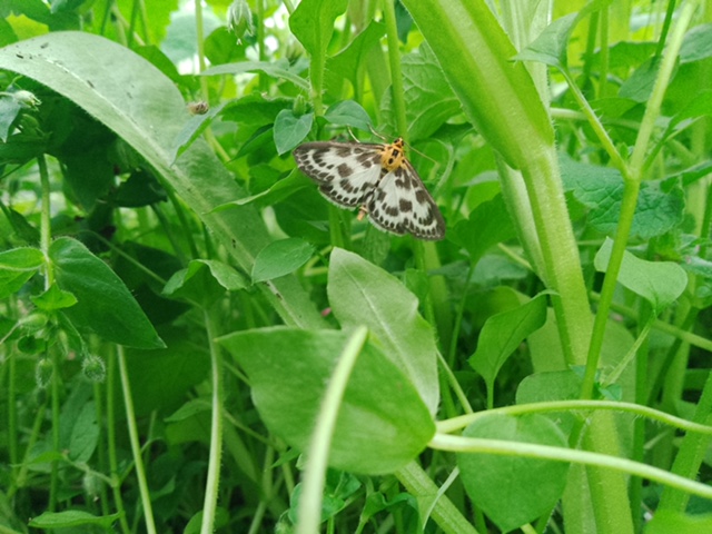 small magpie moth