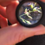 close up of agrostis through a hand lens