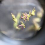 close up of agrostis