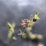 close up of agrostis