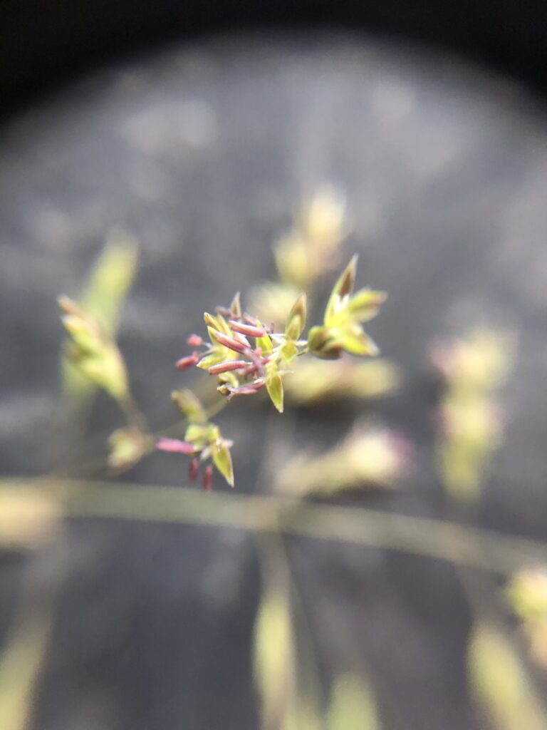 close up of agrostis
