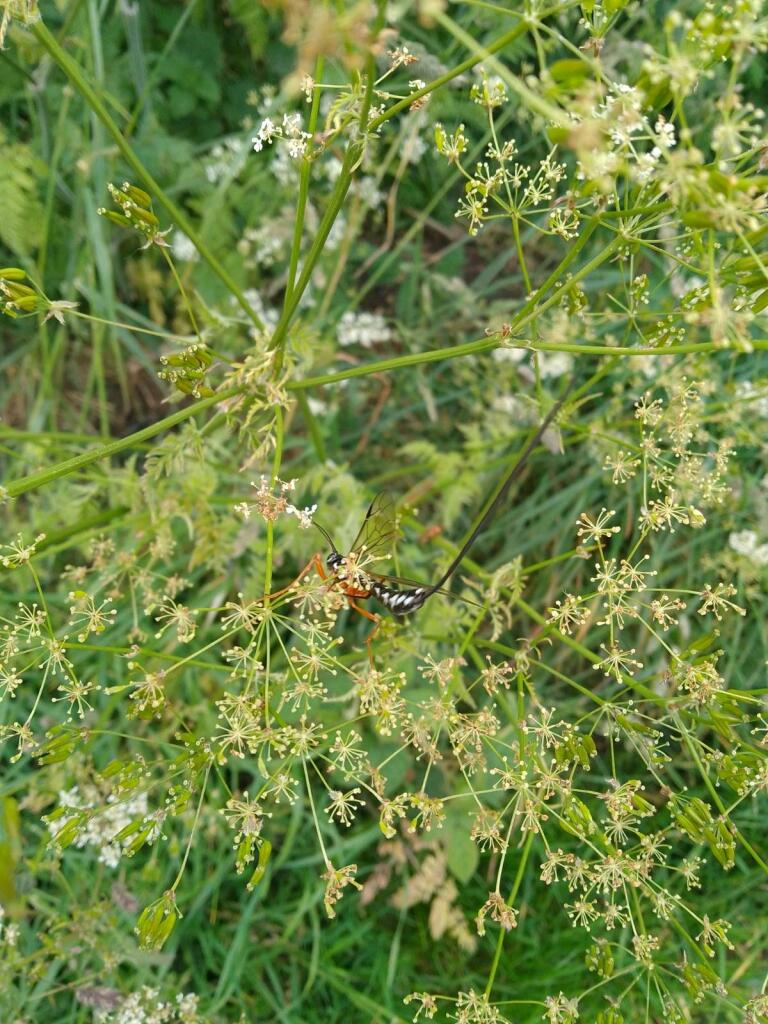 a sabre wasp among the hogweed
