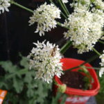 hoverfly on hogweed