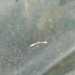 yellow plume moth
