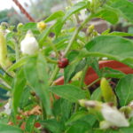 2 spot ladybird on chilli plant