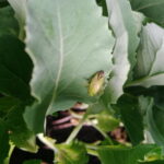 potato mirid or capsid