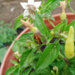 red soldier beetle hidden on chilli plant