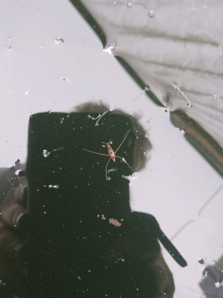 pond skater on meniscus